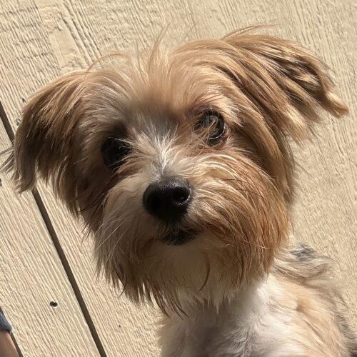 Mork, Adoptable, Adult Male Yorkshire Terrier.