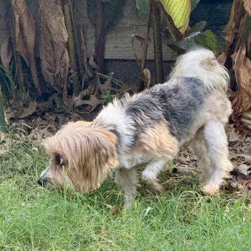 Enlarge Mork, a Adoptable Yorkshire Terrier in Broken Arrow, OK image 2/6