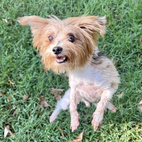 Enlarge Mork, a Adoptable Yorkshire Terrier in Broken Arrow, OK image 4/6