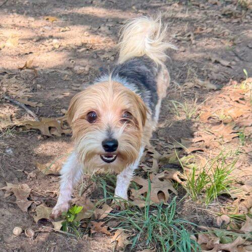 Enlarge Mork, a Adoptable Yorkshire Terrier in Broken Arrow, OK image 5/6