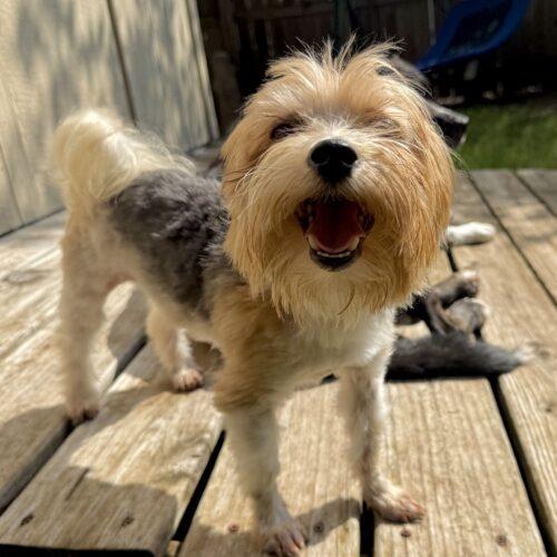Enlarge Mork, a Adoptable Yorkshire Terrier in Broken Arrow, OK image 6/6