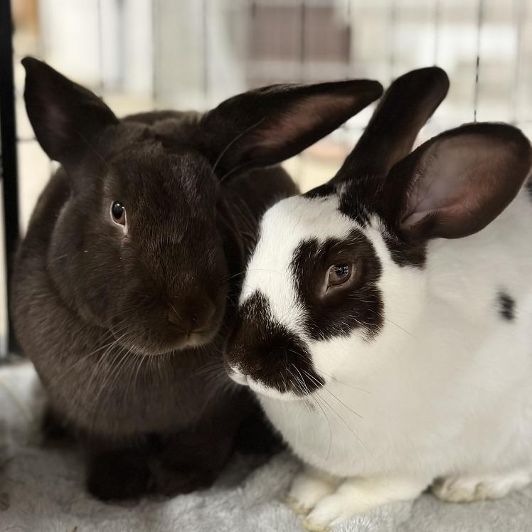 CocoPuff with S'more, Adoptable, Adult Male Bunny Rabbit & Rabbit, DomesticMix.