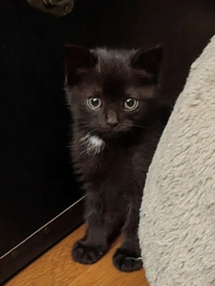Aisling, an adopted mixed breed in North Billerica, MA image 2/2