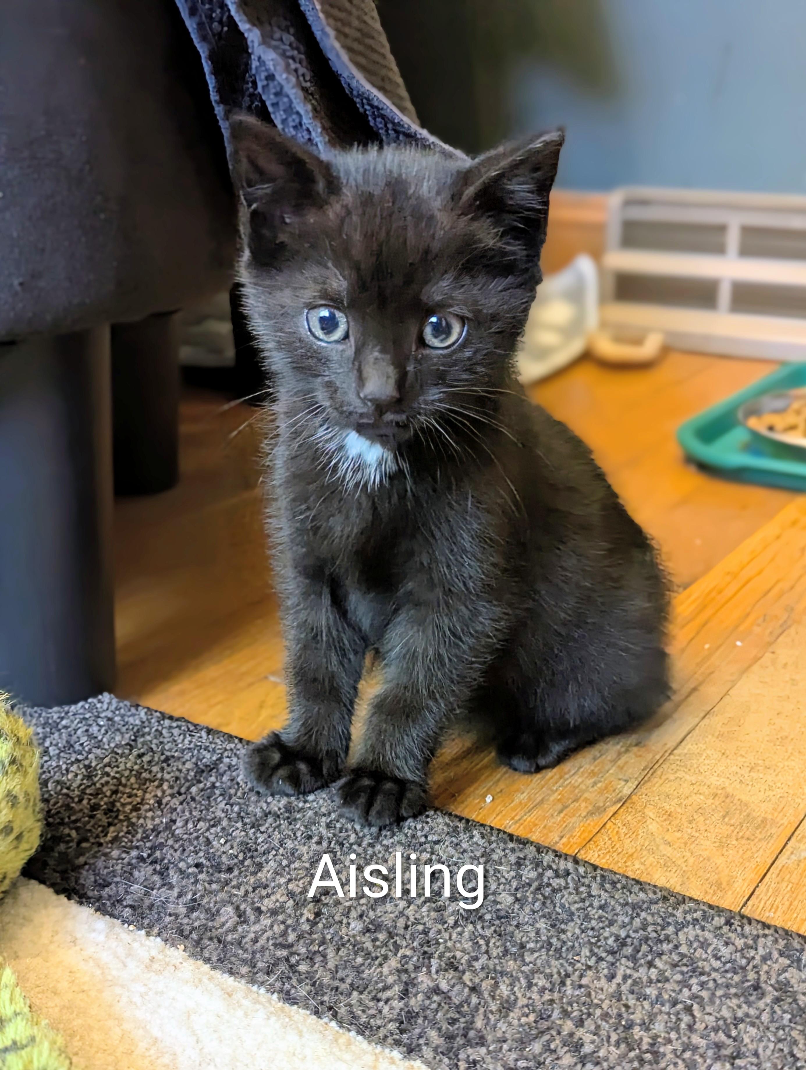 Aisling, an adopted mixed breed in North Billerica, MA image 1/2