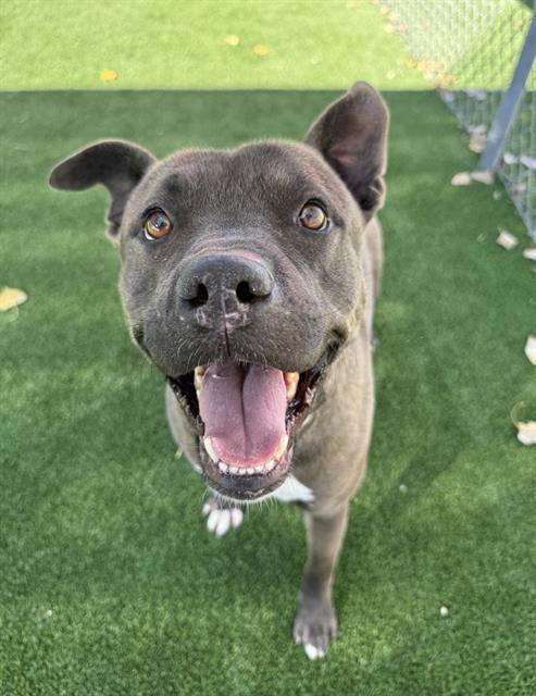 HUMPHREY, Adoptable, Young Male Pit Bull Terrier.