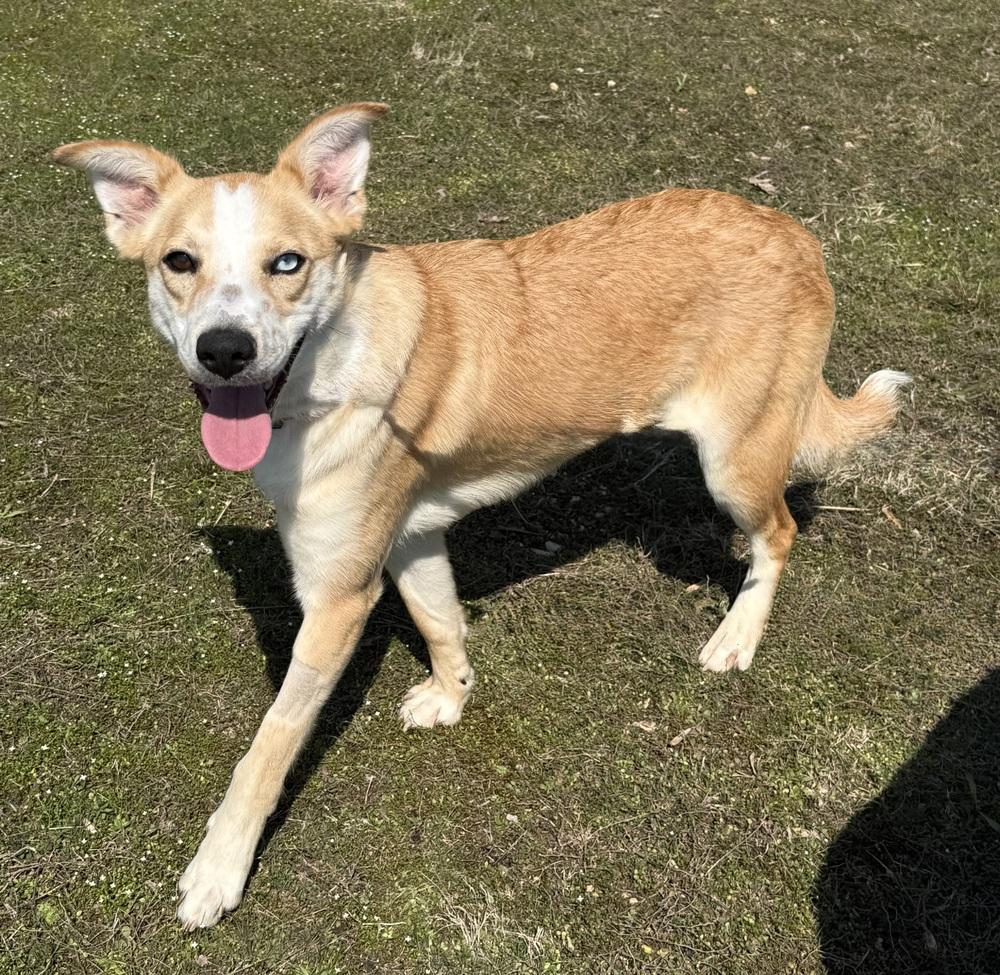 Enlarge TATIANA, a Adoptable mixed breed in Lexington, TN image 1/3
