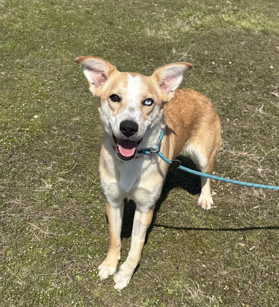 Enlarge TATIANA, a Adoptable mixed breed in Lexington, TN image 2/3