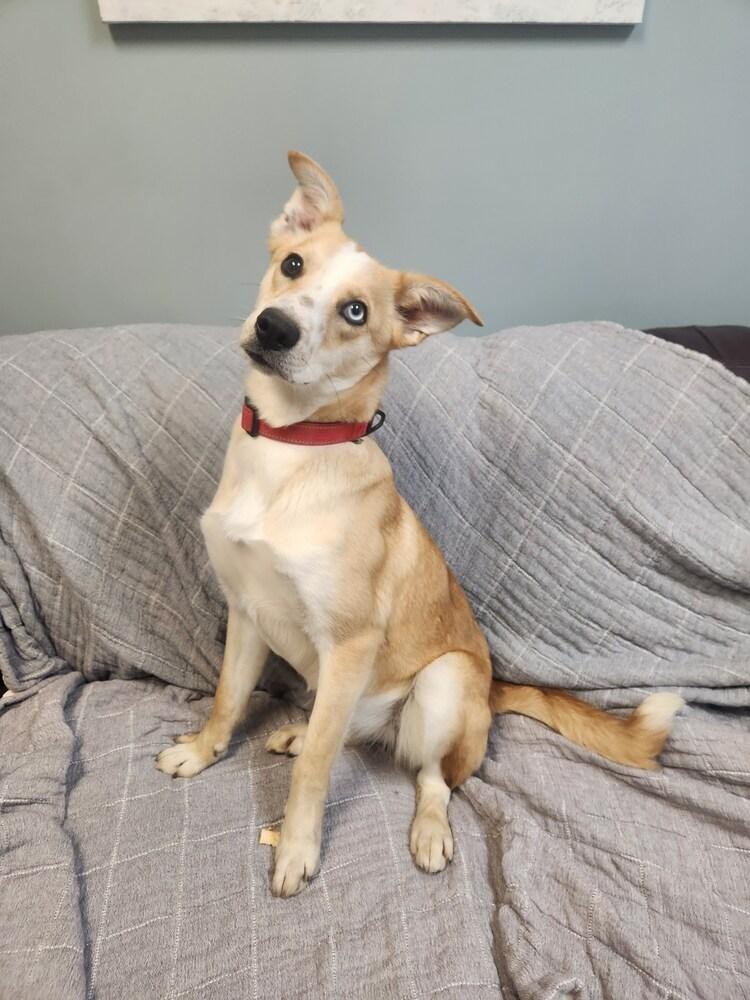 Enlarge TATIANA, a Adoptable mixed breed in Lexington, TN image 1/1