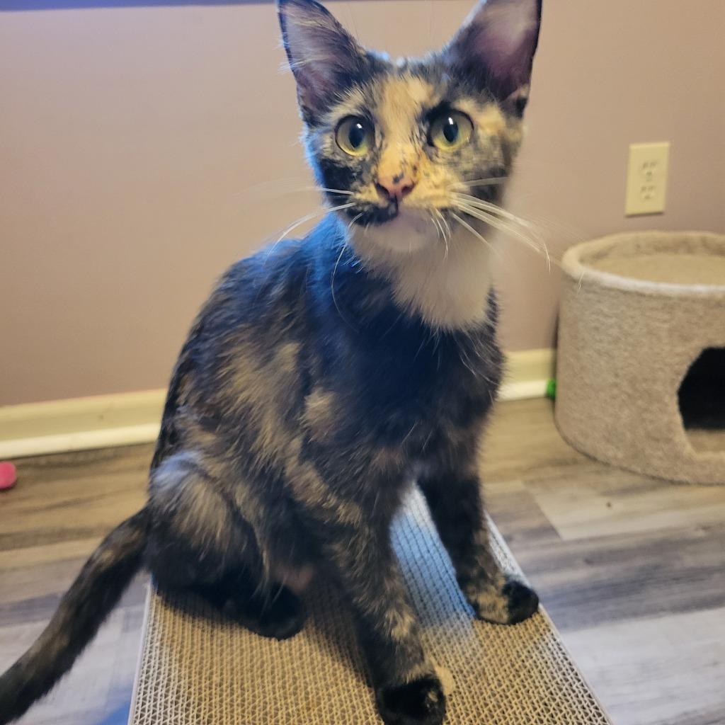 HodgePodge, a Adoptable mixed breed in Shawnee, KS image 2/2