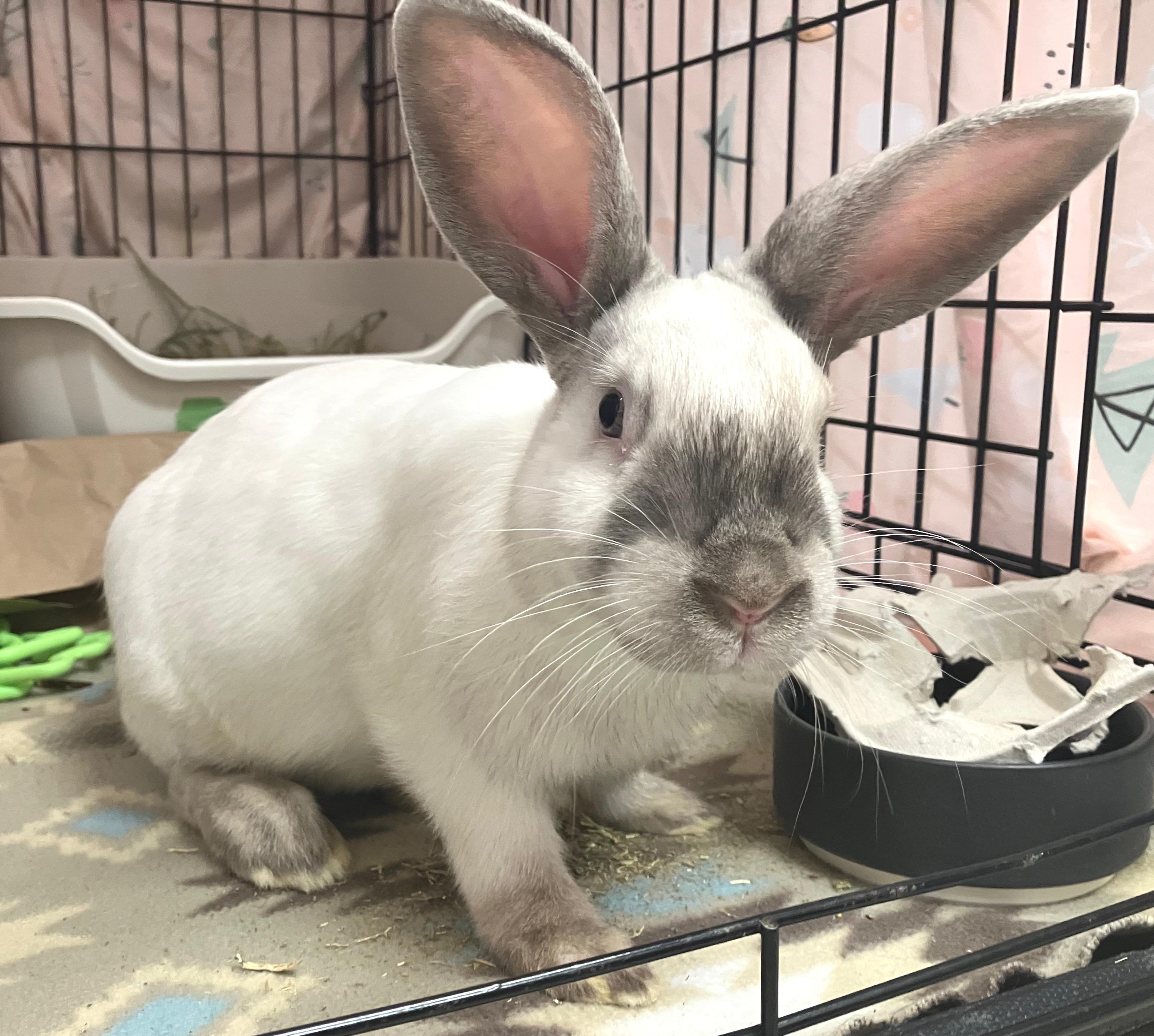 Emmett, a ADOPTABLE mixed breed in Oshkosh, WI image 2/5