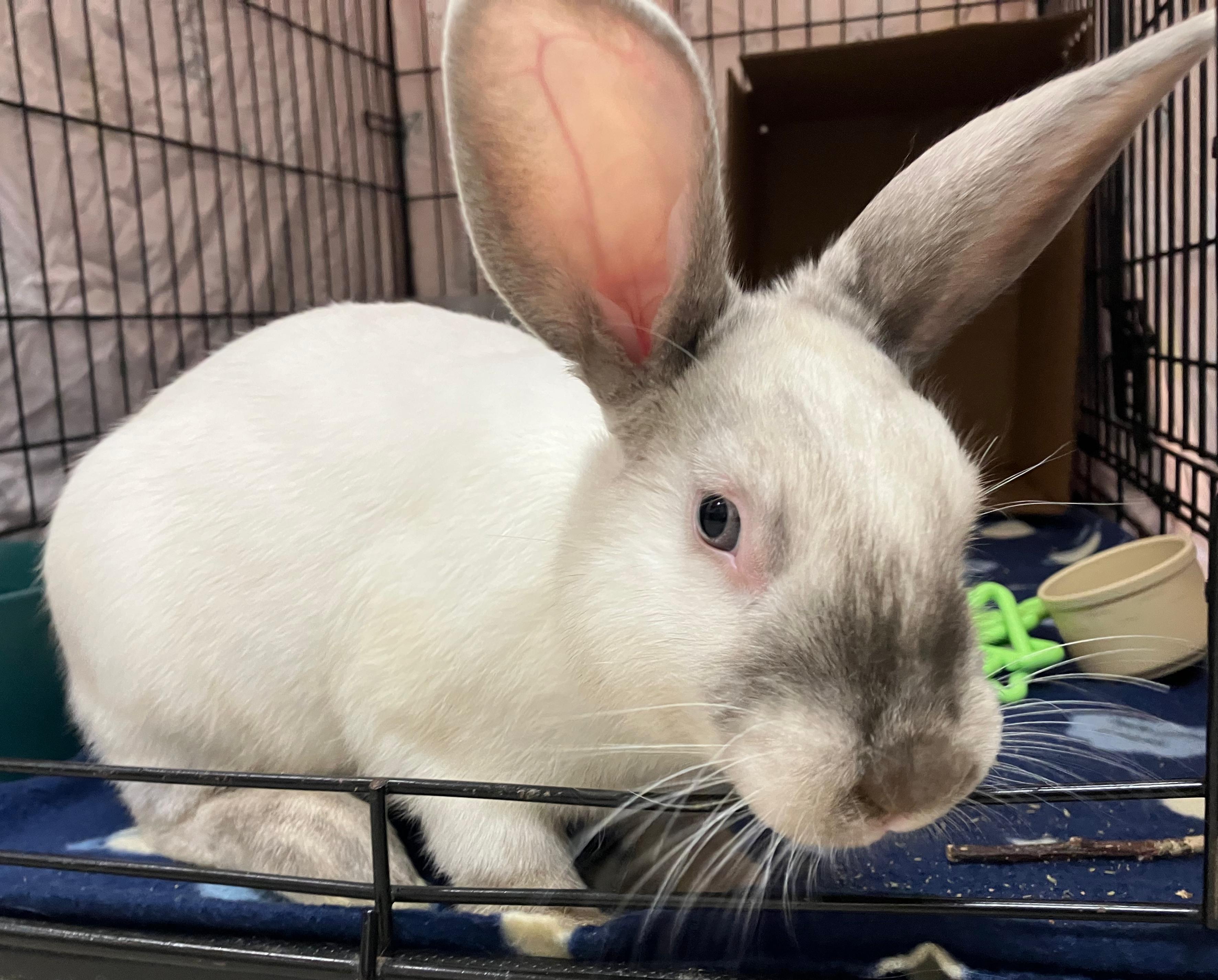 Emmett, a ADOPTABLE mixed breed in Oshkosh, WI image 4/5