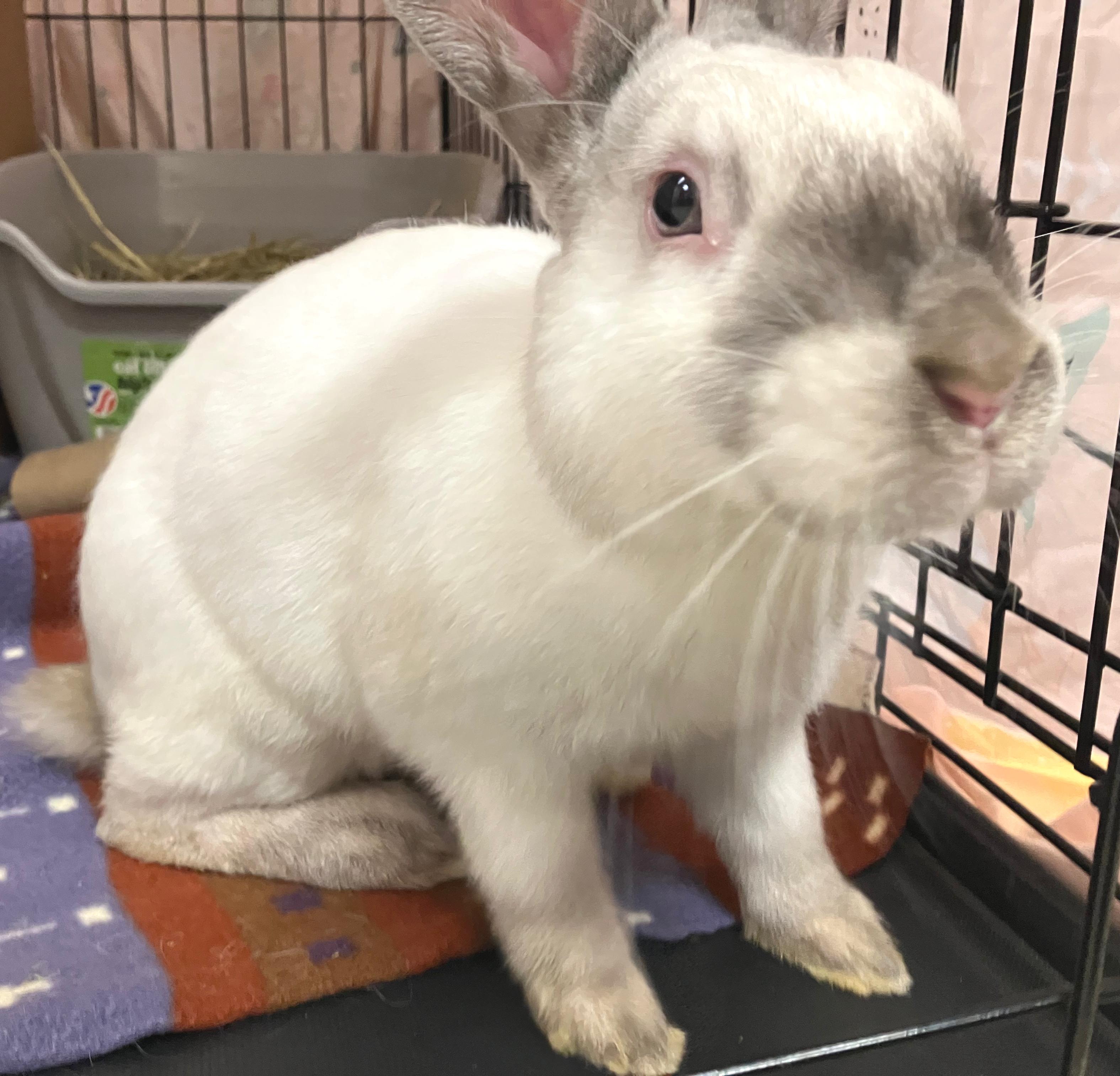 Emmett, a ADOPTABLE mixed breed in Oshkosh, WI image 3/5