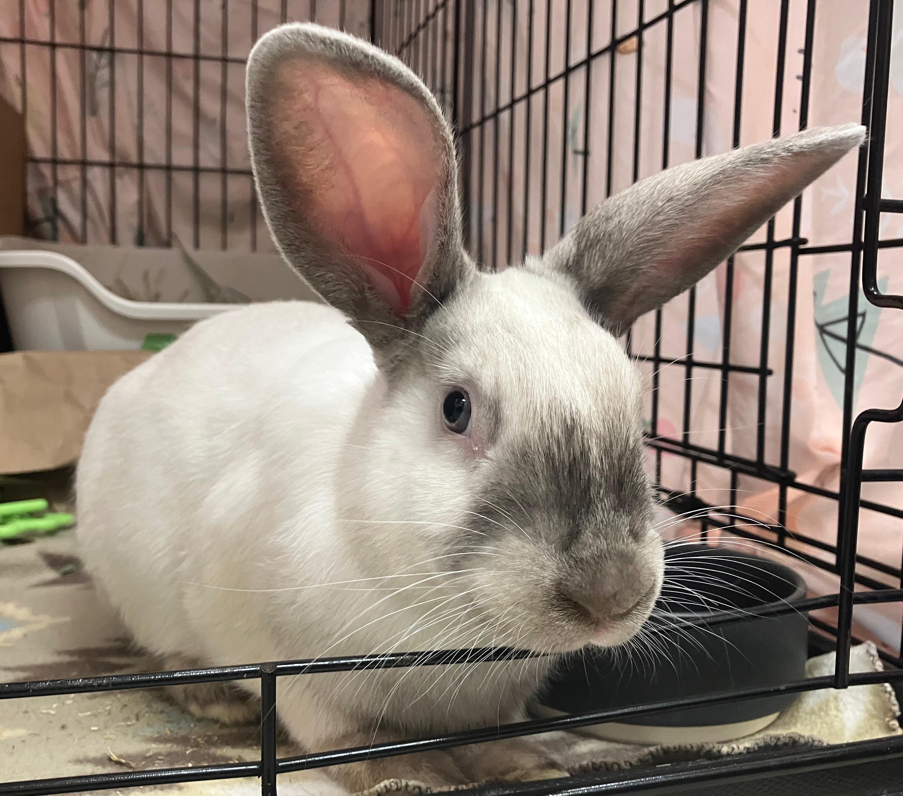 Emmett, ADOPTABLE, Baby Male Californian.