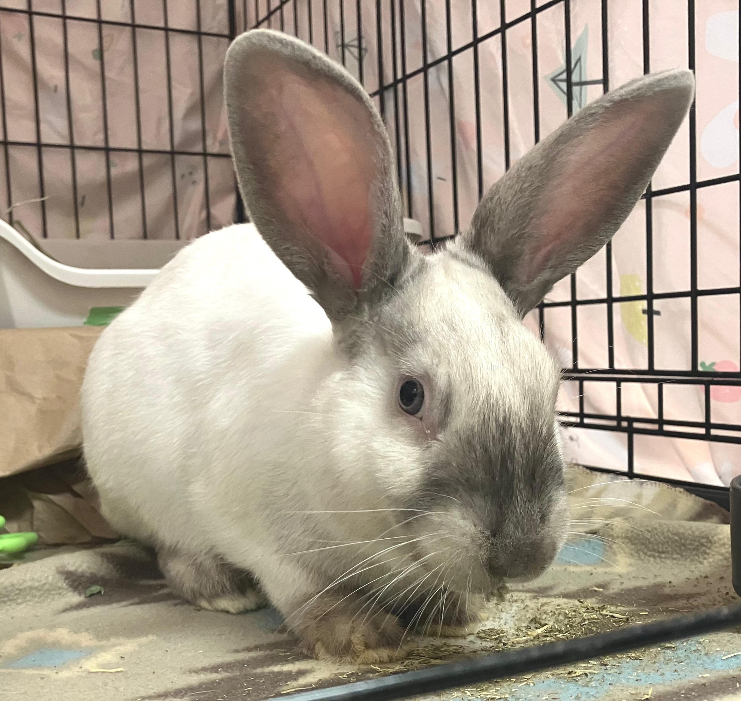 Emmett, a ADOPTABLE mixed breed in Oshkosh, WI image 5/5