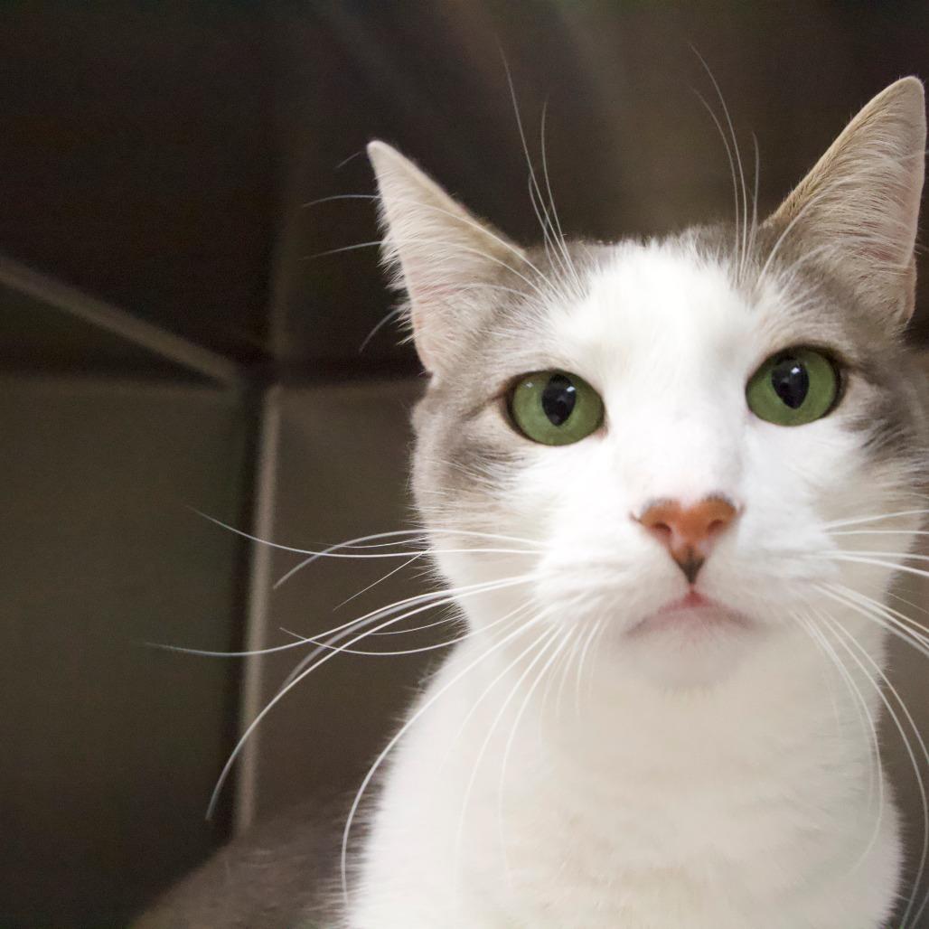 Gregorio, Adoptable, Adult Male Domestic Short Hair.