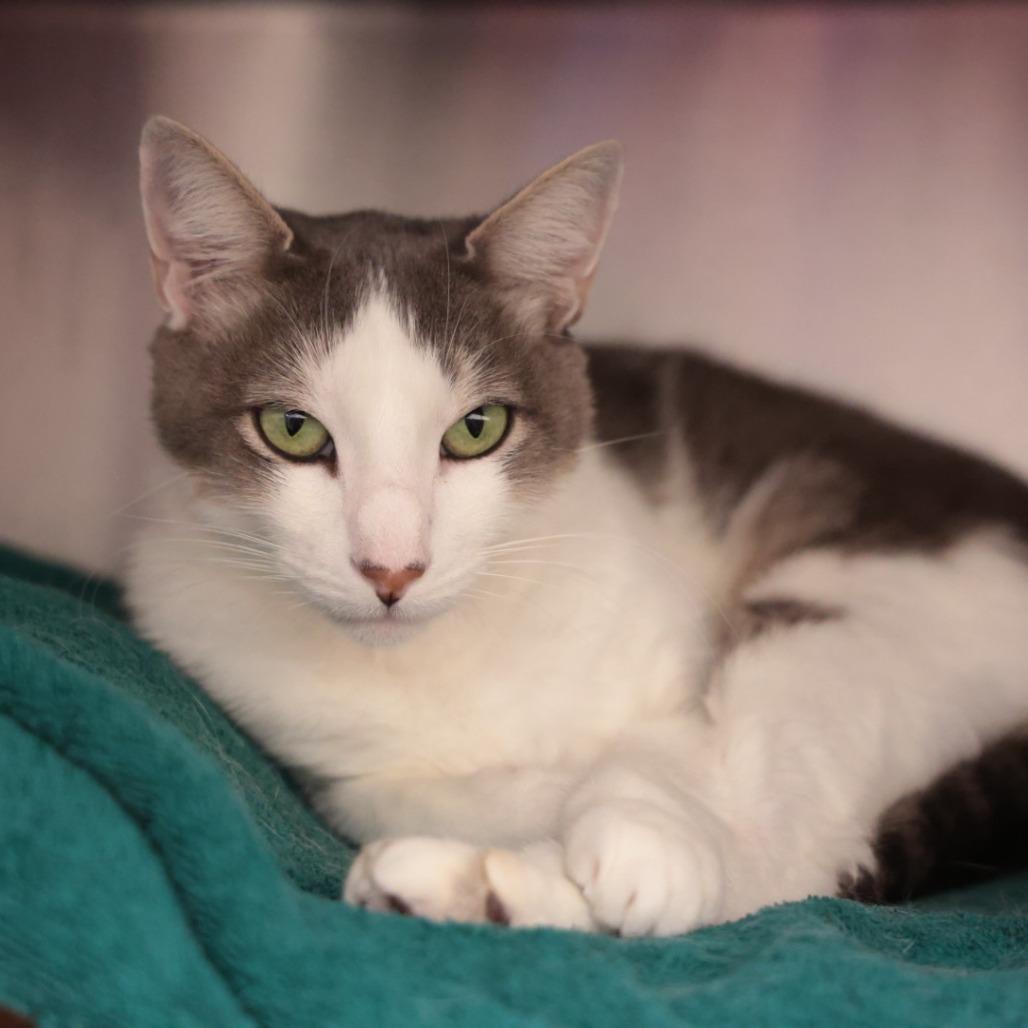 Gregorio, Adoptable, Adult Male Domestic Short Hair.