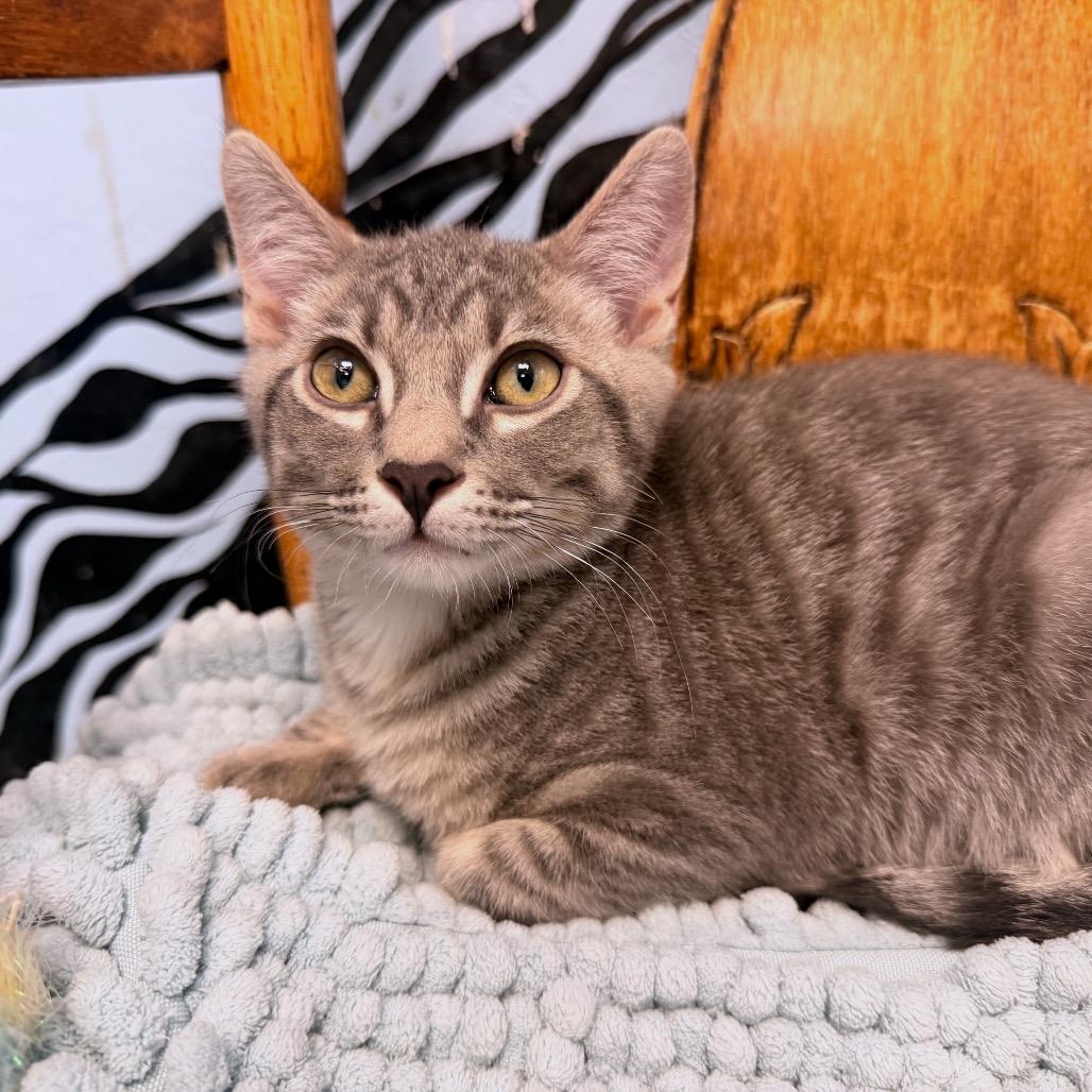 Enlarge Madmartigan, a Adoptable mixed breed in Pagosa Springs, CO image 1/3