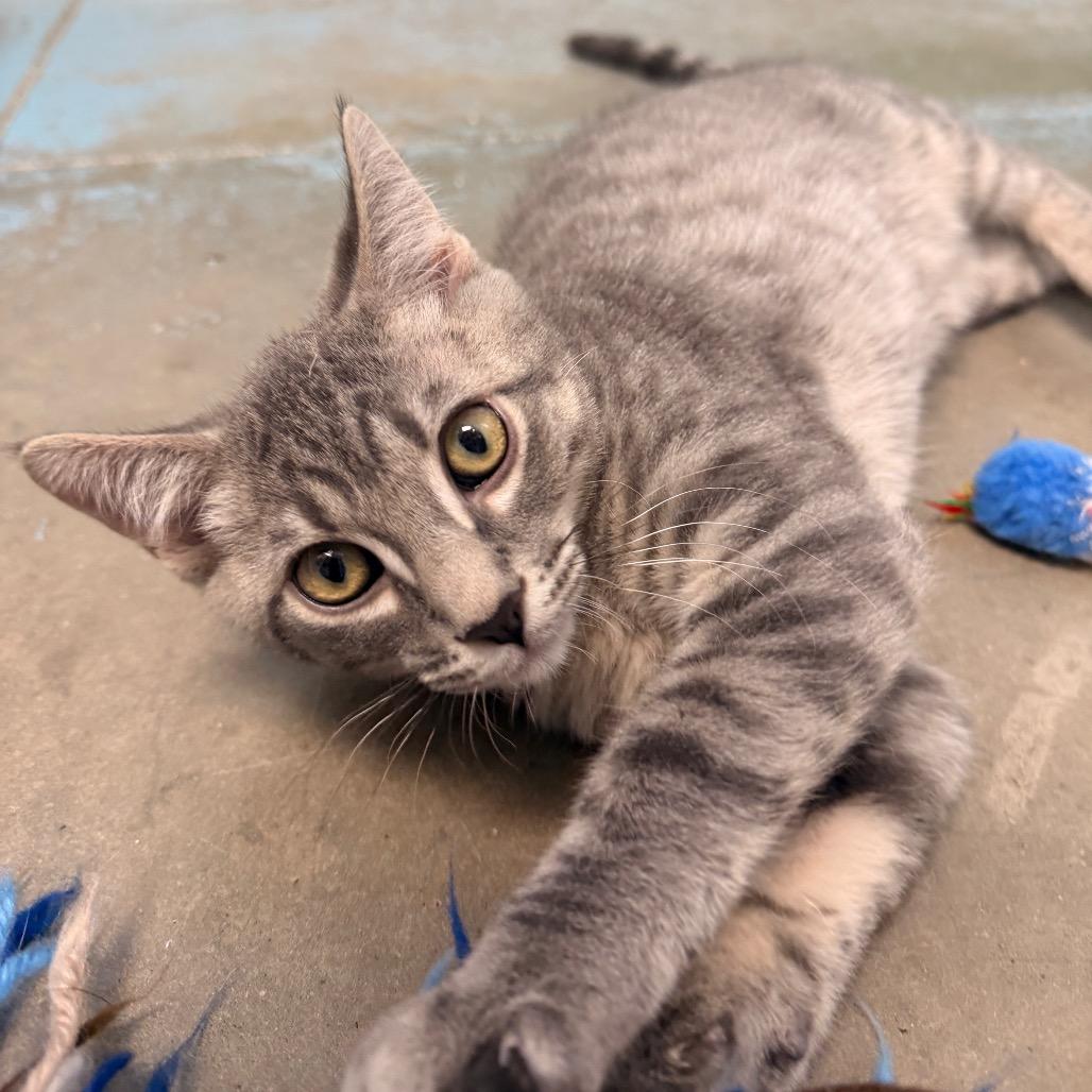 Enlarge Madmartigan, a Adoptable mixed breed in Pagosa Springs, CO image 2/3
