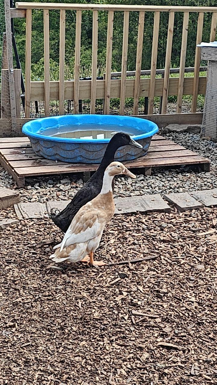 Enlarge Fran & Ferdinand, a Adoptable Duck in LAKE ARIEL, PA image 1/1