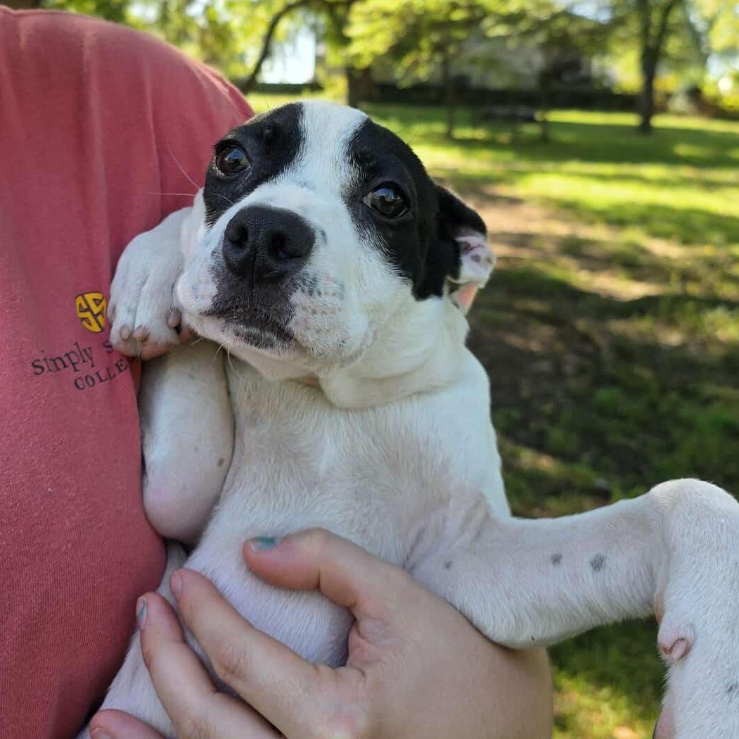 Ren, an adopted mixed breed in Harrodsburg, KY image 5/6