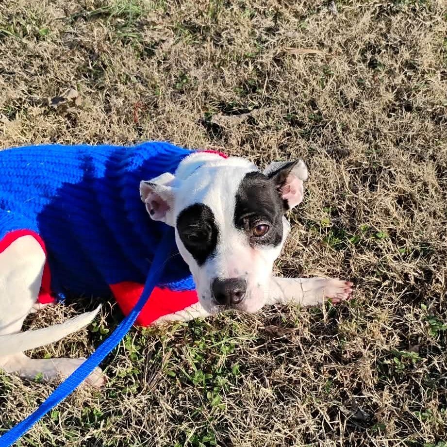 Ren, an adopted mixed breed in Harrodsburg, KY image 1/6