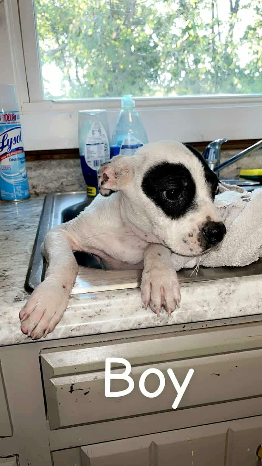 Ren, an adopted mixed breed in Harrodsburg, KY image 6/6