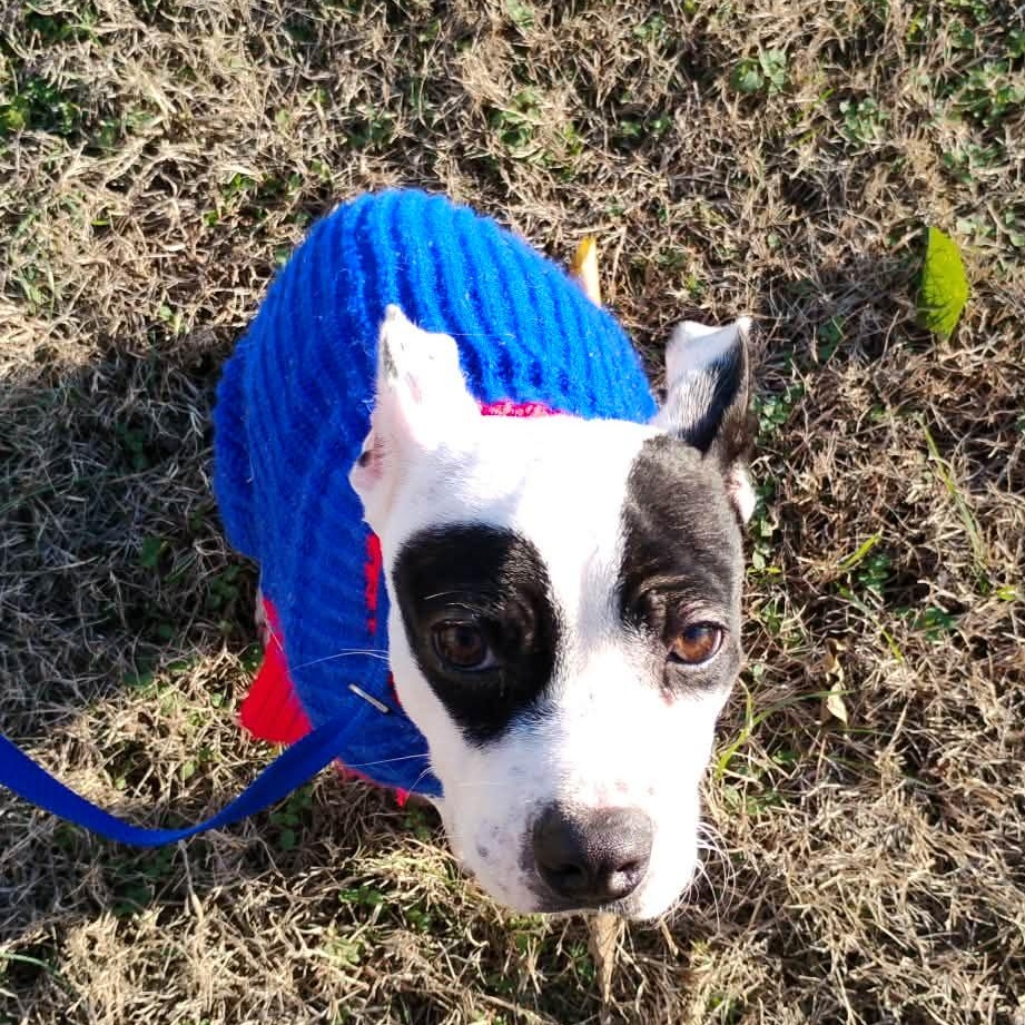 Ren, an adopted mixed breed in Harrodsburg, KY image 2/6