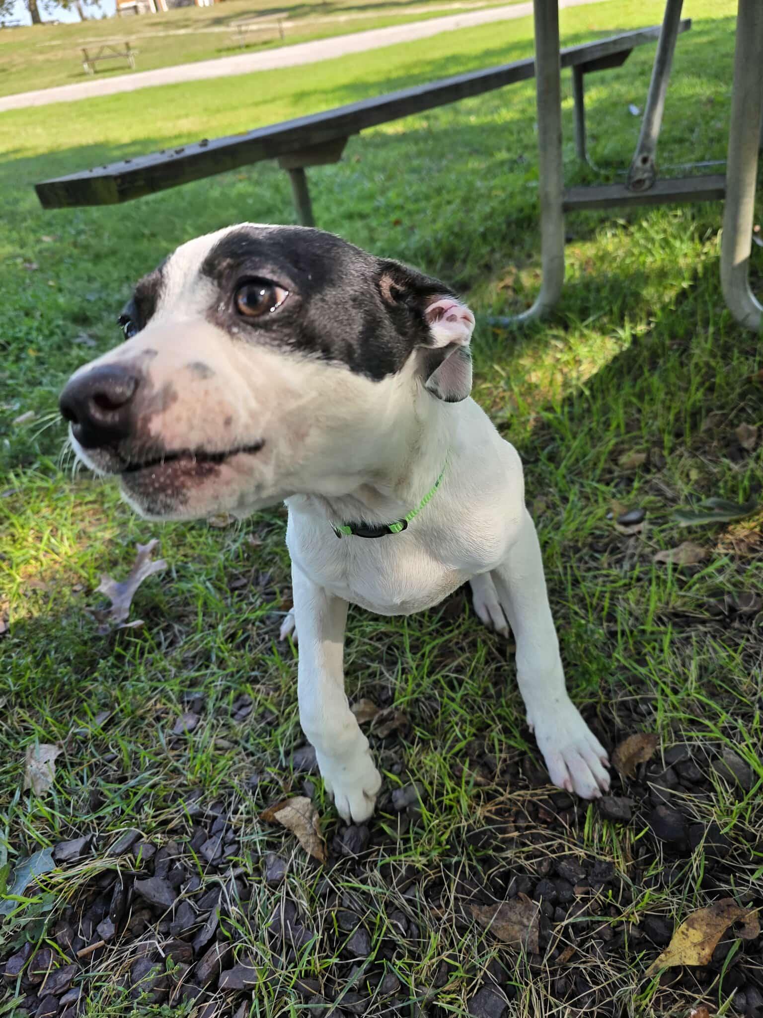 Ren, an adopted mixed breed in Harrodsburg, KY image 3/6