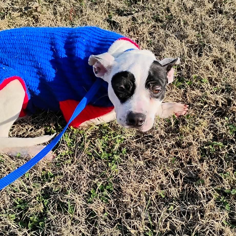 Ren, an adopted mixed breed in Harrodsburg, KY image 4/6