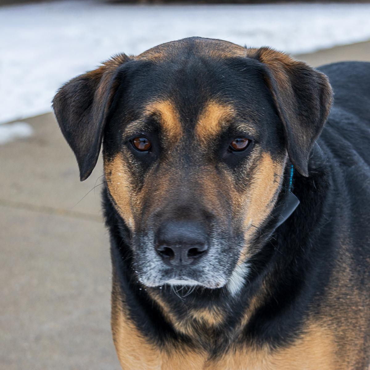 Enlarge Ross, an adopted mixed breed in Arlington Heights, IL image 1/2