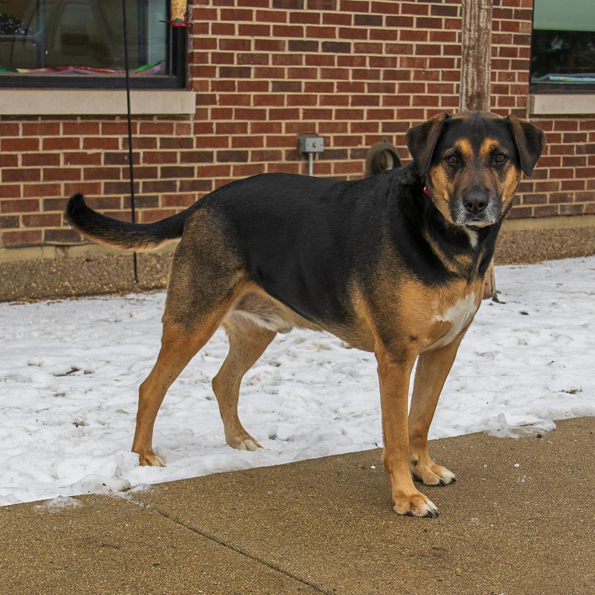 Enlarge Ross, an adopted mixed breed in Arlington Heights, IL image 2/2