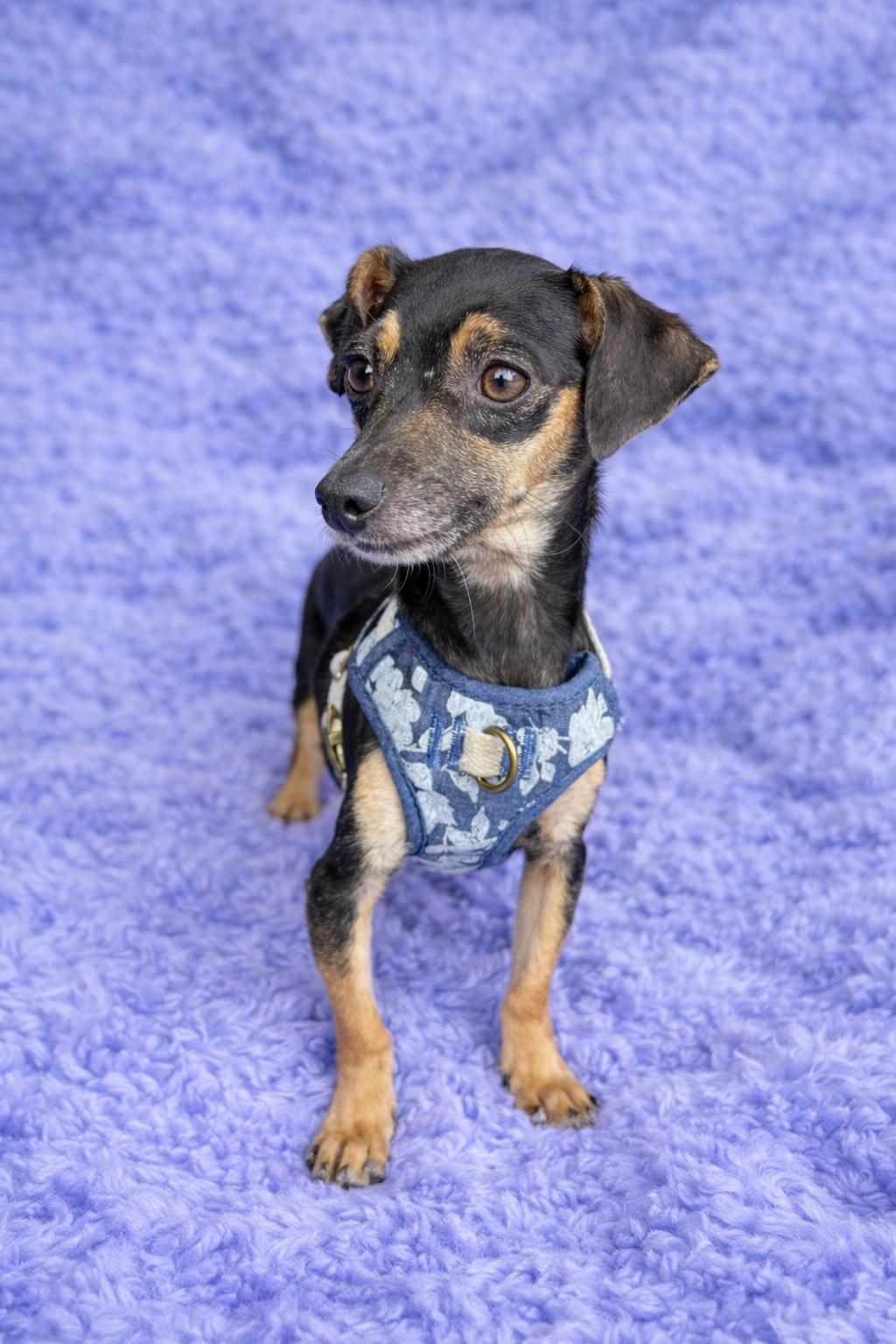 Enlarge Sylvie , a Adoptable mixed breed in Baton Rouge, LA image 2/2