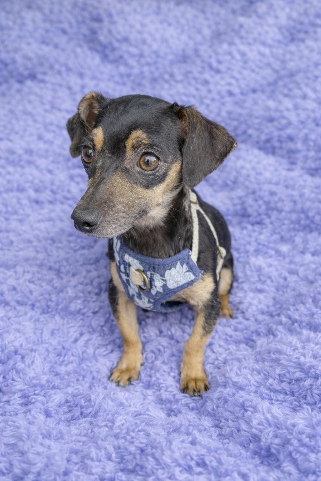 Enlarge Sylvie , a Adoptable mixed breed in Baton Rouge, LA image 1/2