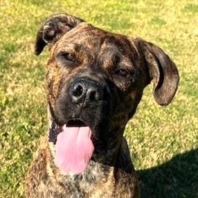 Enlarge Sophie, a ADOPTABLE mixed breed in Godley, TX image 1/6