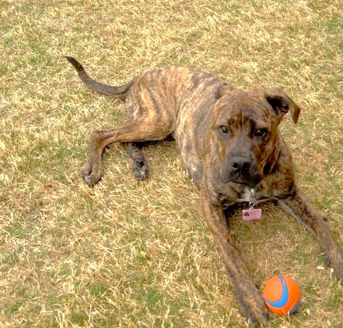 Enlarge Sophie, a ADOPTABLE mixed breed in Godley, TX image 5/6