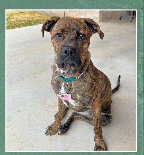 Enlarge Sophie, a ADOPTABLE mixed breed in Godley, TX image 3/6