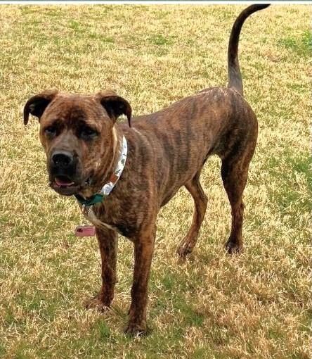Enlarge Sophie, a ADOPTABLE mixed breed in Godley, TX image 4/6
