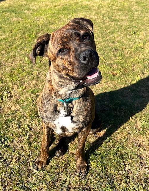Enlarge Sophie, a ADOPTABLE mixed breed in Godley, TX image 2/6
