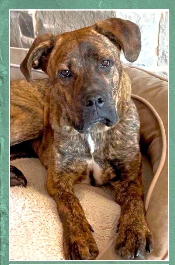 Sophie, ADOPTABLE, Young Female Cane Corso & Boxer.