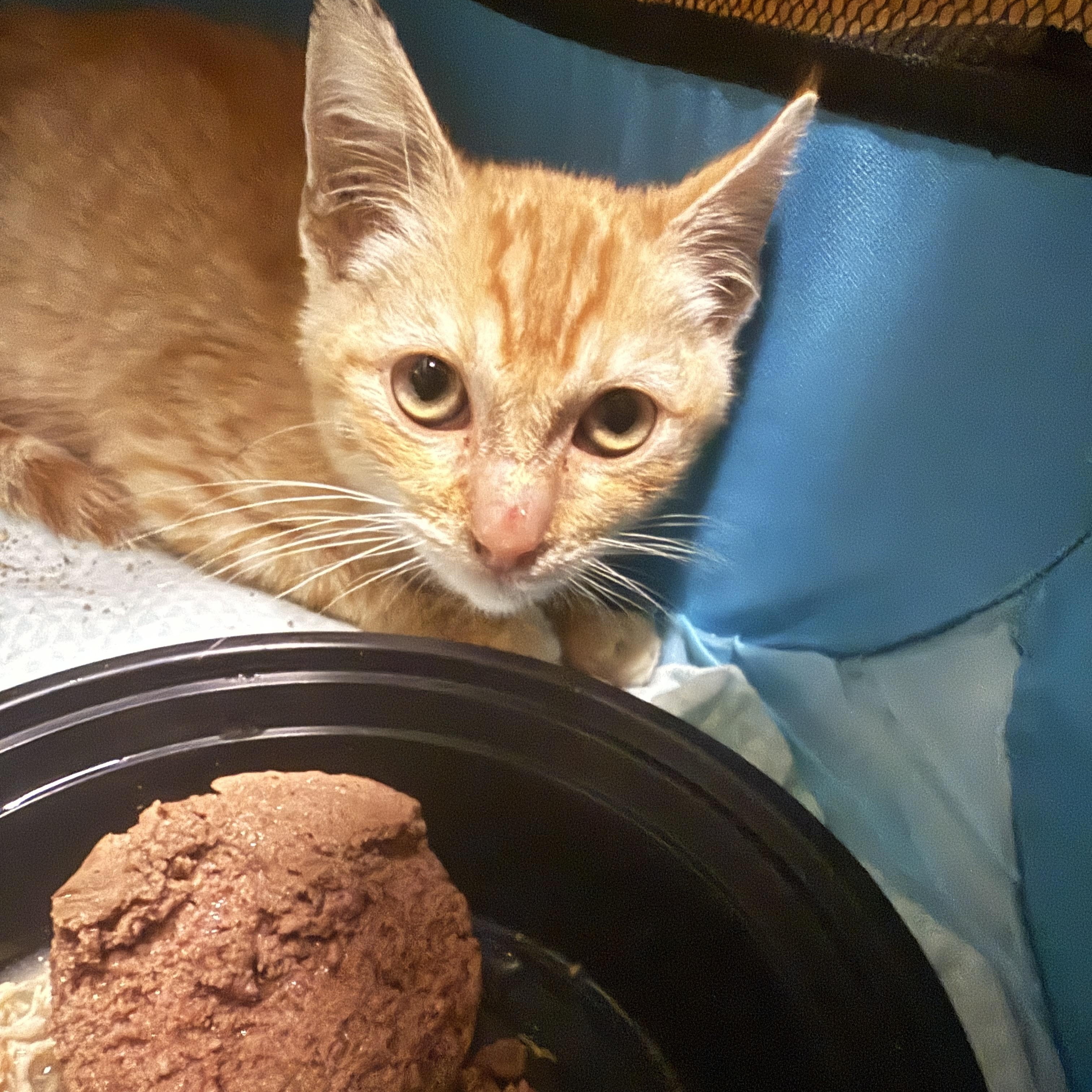 Enlarge Osian, a ADOPTABLE Domestic Short Hair in Oceanside, CA image 2/2