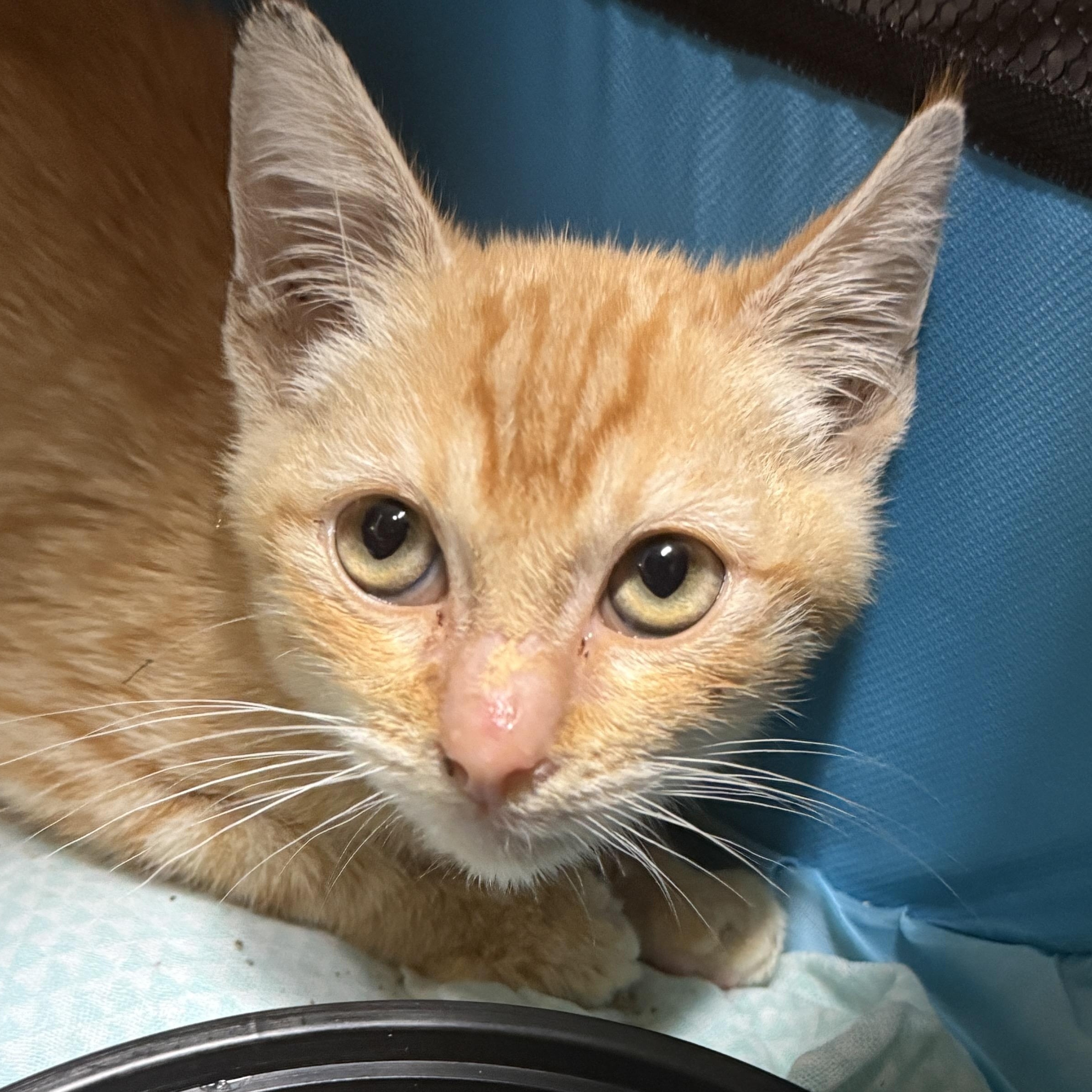 Osian, ADOPTABLE, Kitten Male Domestic Short Hair.