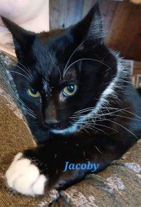Jacoby, Adoptable, Kitten Male Domestic Short Hair.