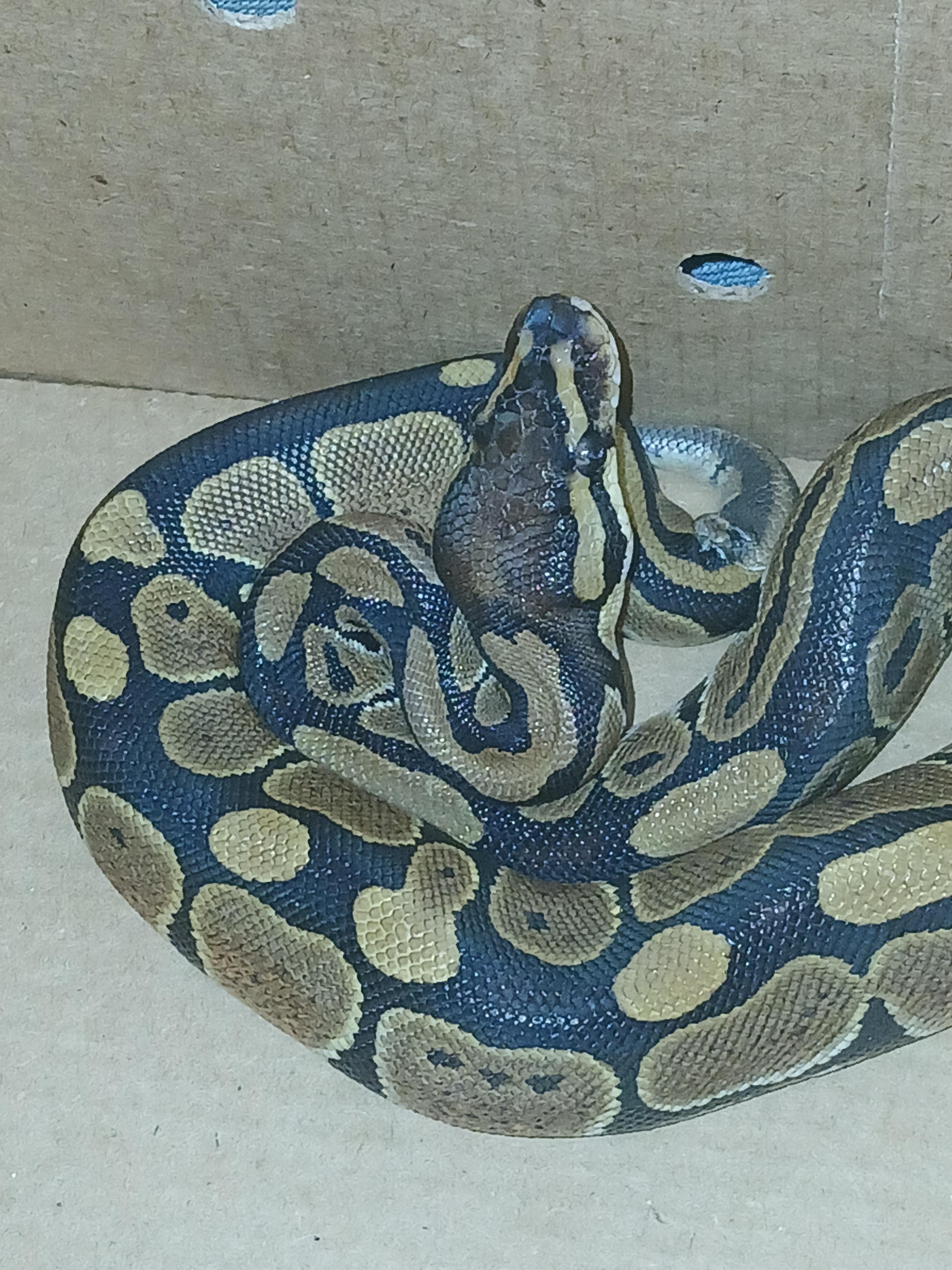 Habanero, adopted, Young Unknown Ball Python.