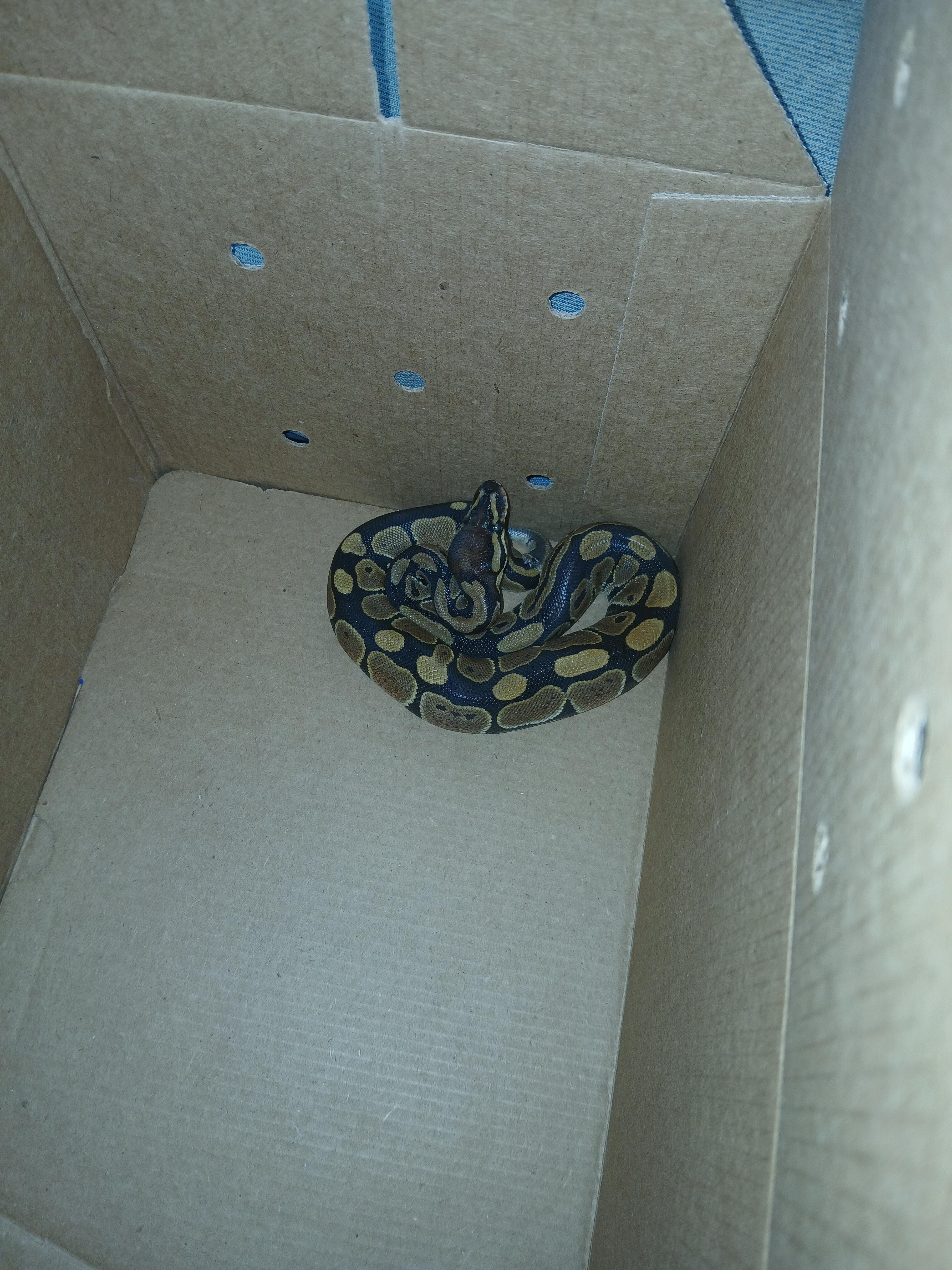 Enlarge Habanero, an adopted Ball Python in Dearborn, MO image 2/2