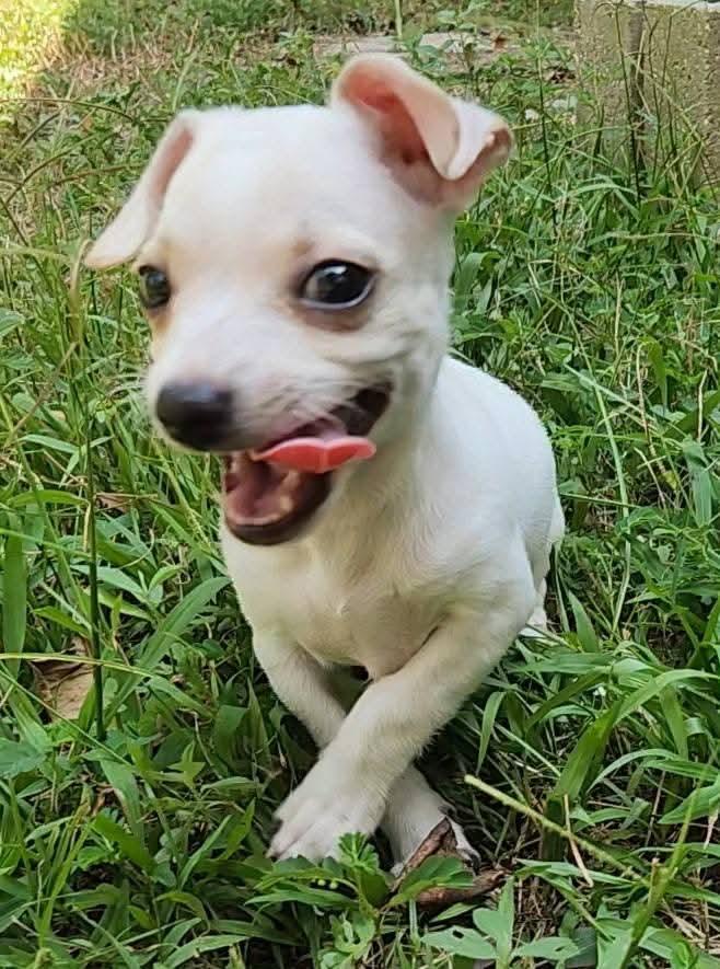 Skeeter, a Adopted mixed breed in Killian, LA image 1/4