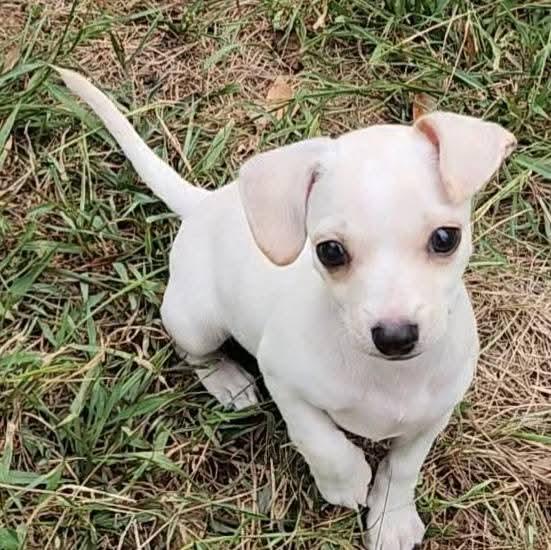 Skeeter, a Adopted mixed breed in Killian, LA image 2/4