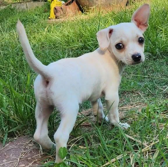 Skeeter, a Adopted mixed breed in Killian, LA image 3/4