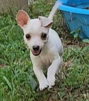 Skeeter, a Adopted mixed breed in Killian, LA image 4/4
