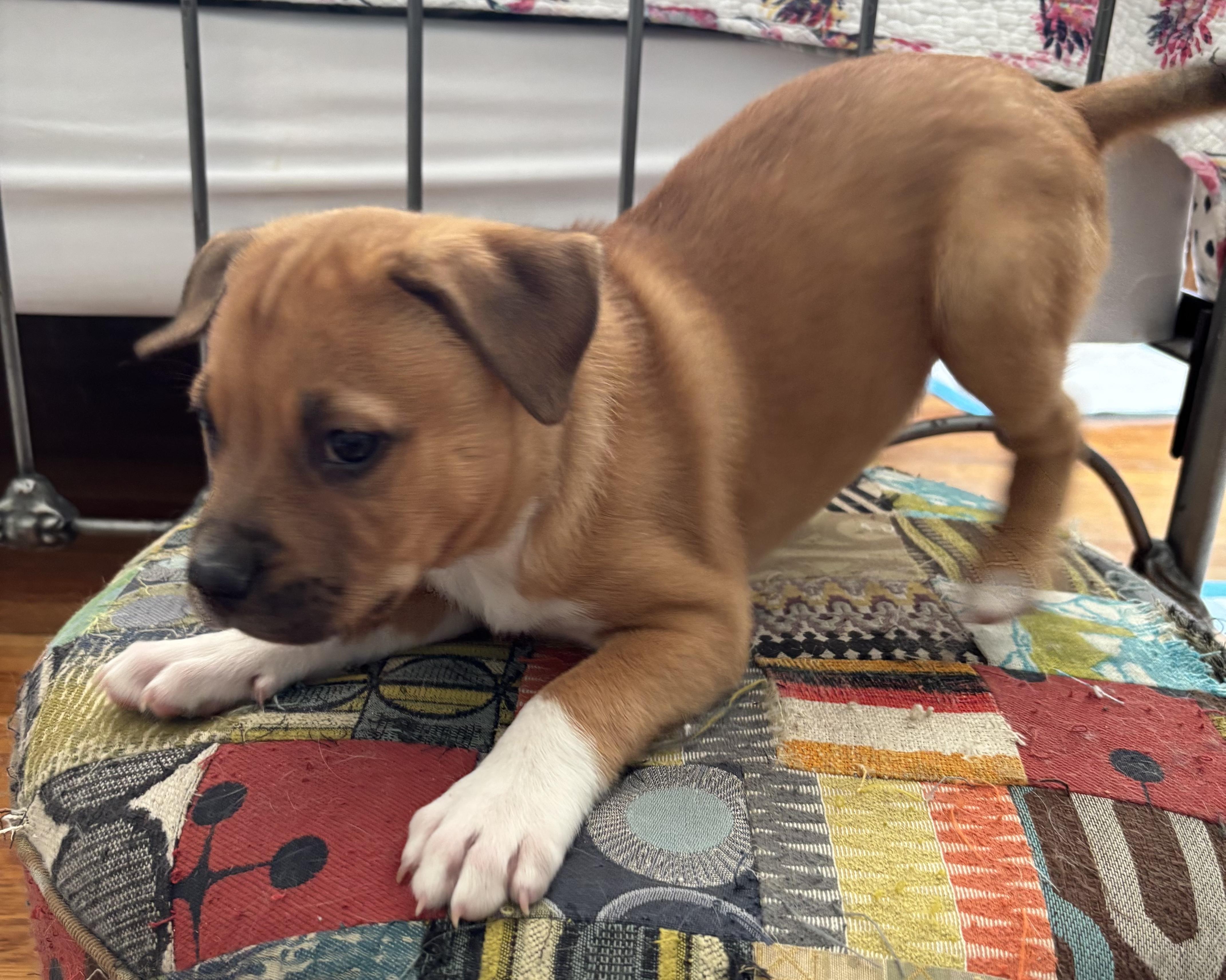 Dolly, an adopted mixed breed in San Antonio, TX image 3/5