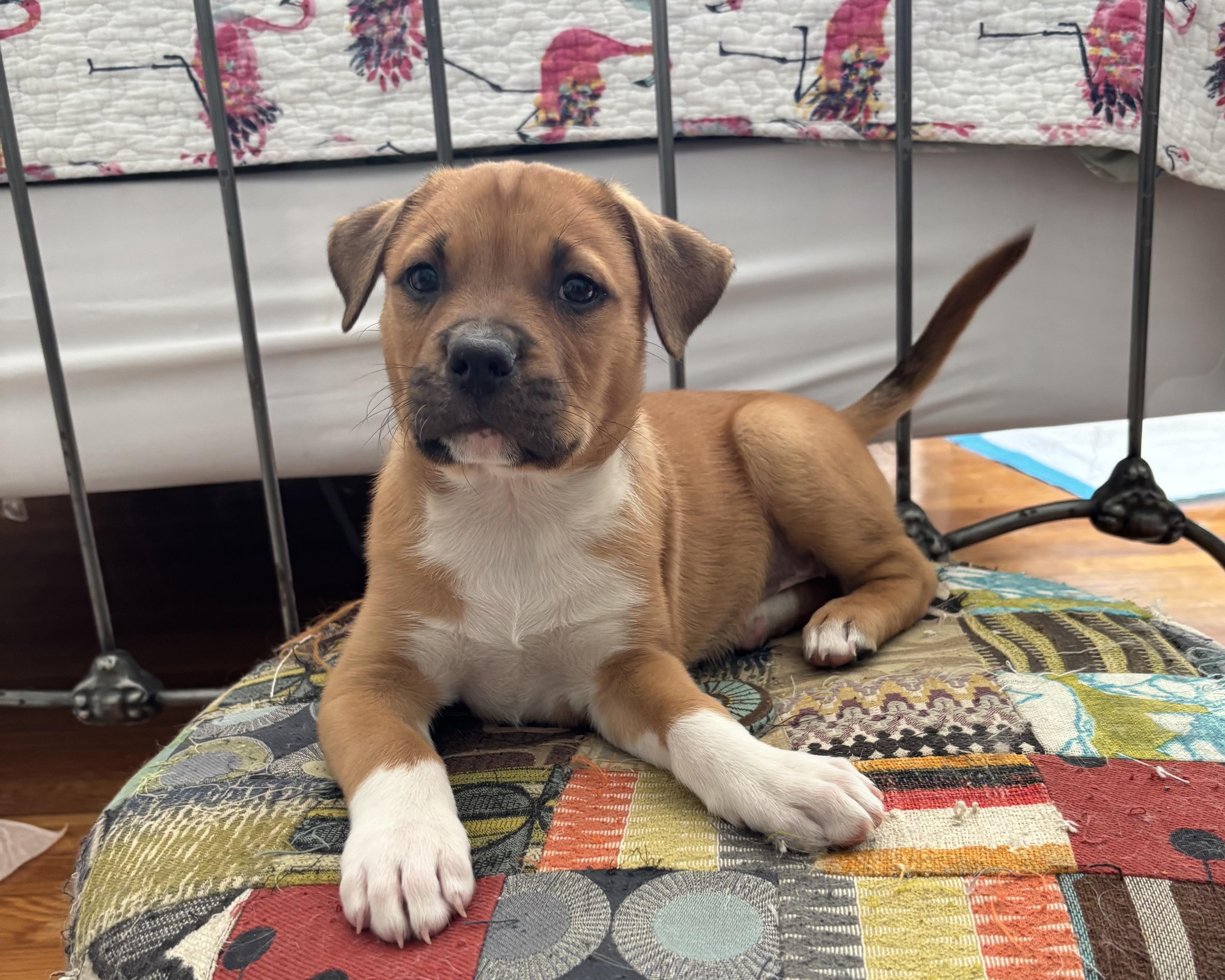 Dolly, an adopted mixed breed in San Antonio, TX image 2/5